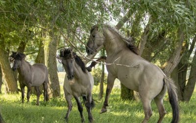 Munnikenland, op de grens van Maas en Waal
