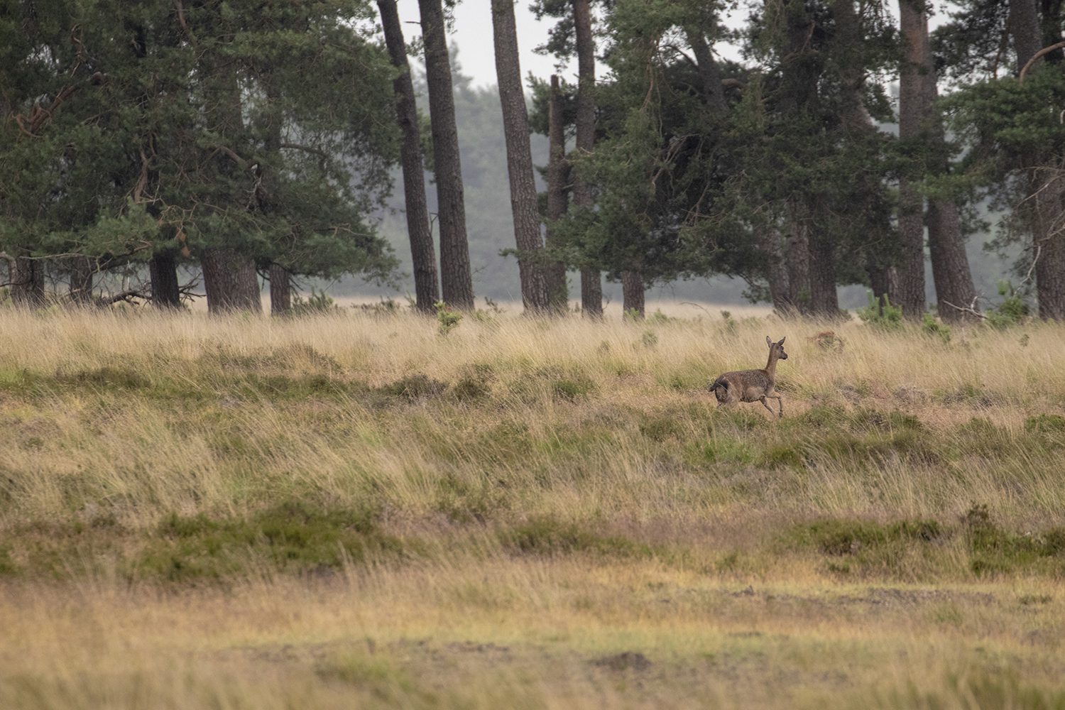 wandelroute deelerwoud