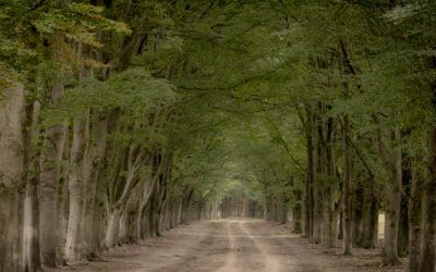 Gele wandelroute Planken Wambuis