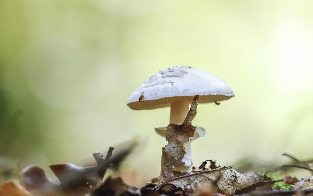 herfstwandelingen