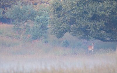 Herten spotten op de Veluwezoom