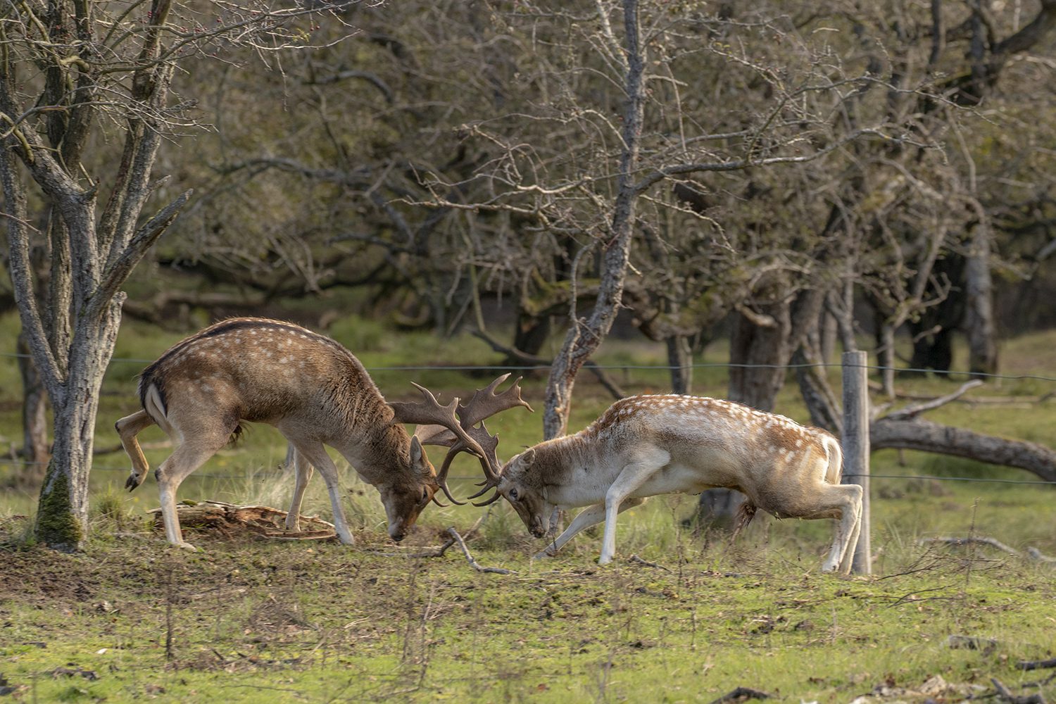 Amsterdamse Waterleidingduinen