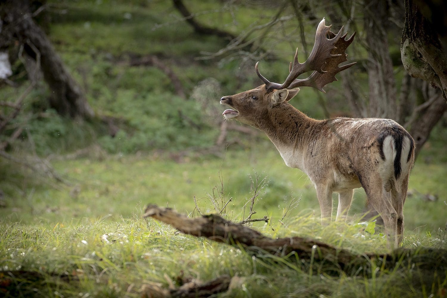 Amsterdamse Waterleidingduinen