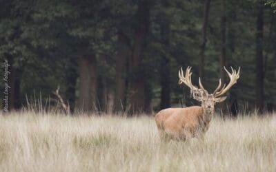 12x Ontmoetingen in het wild
