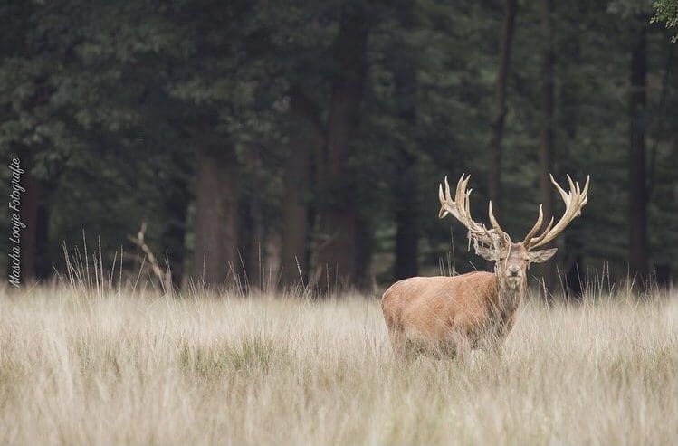 in het wild