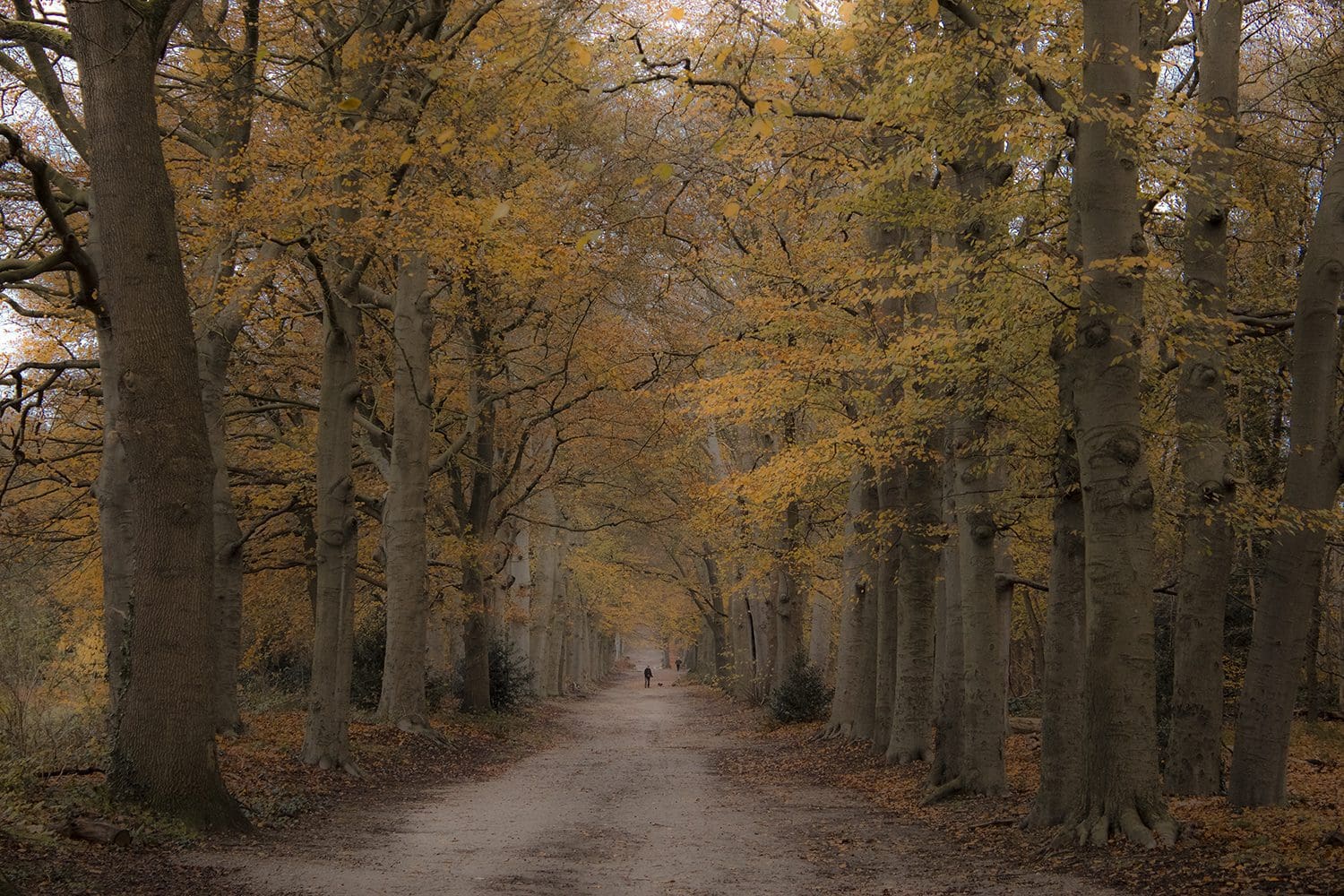 wandelen over de Amerongse Berg