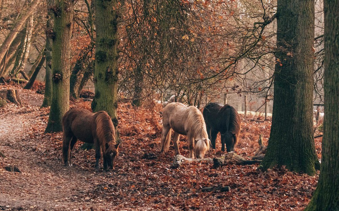 Wandelknooppunten veluwezoom