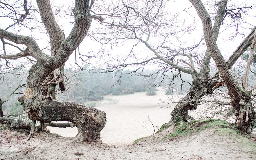 Wandelknooppunten Loonse & Drunense Duinen