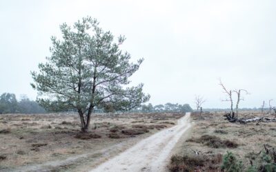 Het Deelerwoud: Een crossbill wandeling