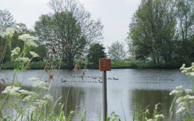 Wandelen in de weipoort: Toen koeien stieren bleken