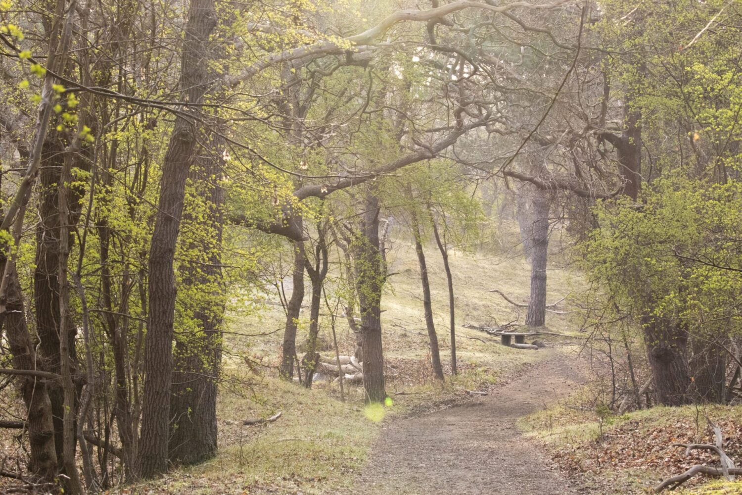 Wandeling door Heerenduin