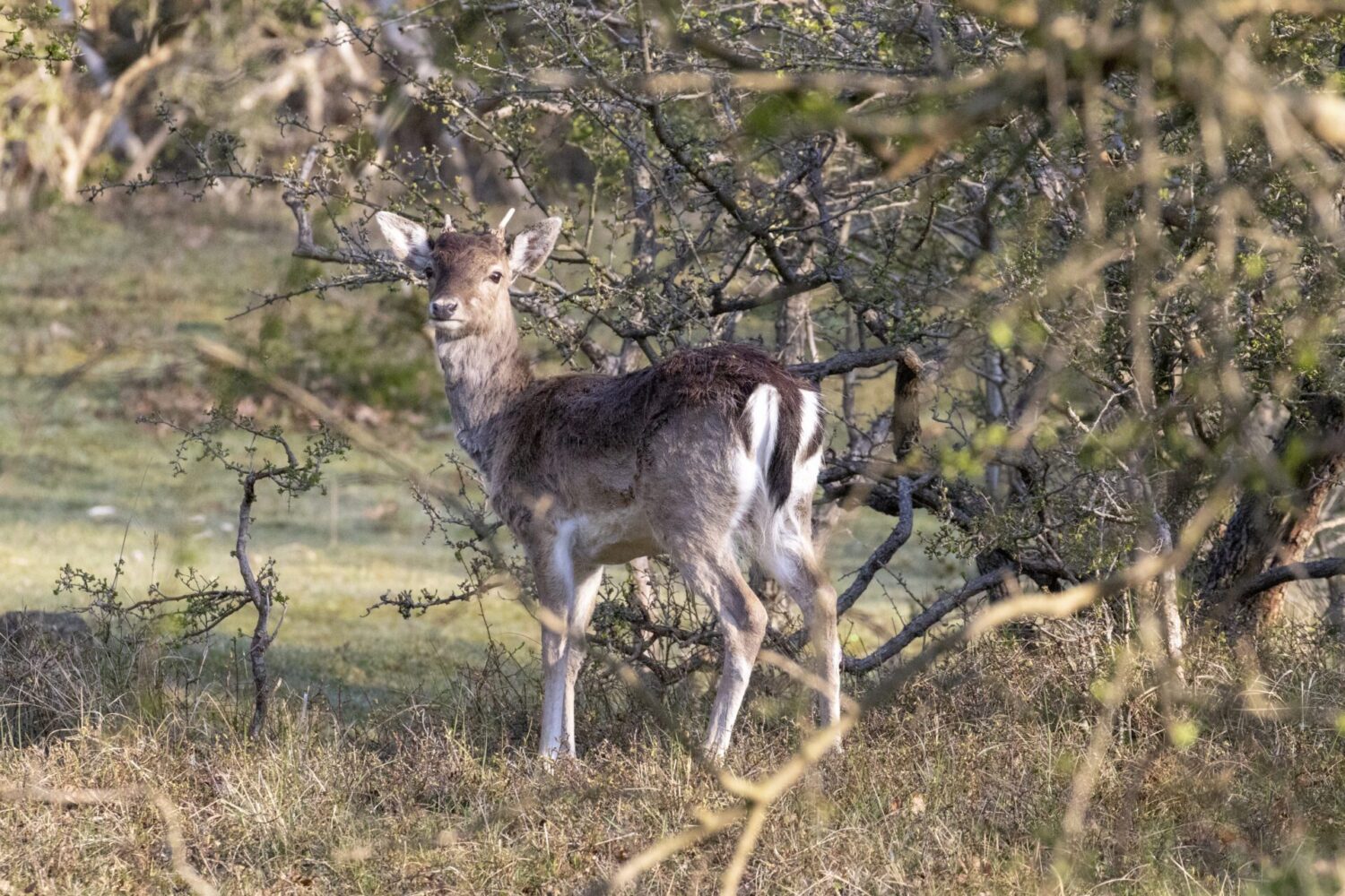 Wandeling door Heerenduin