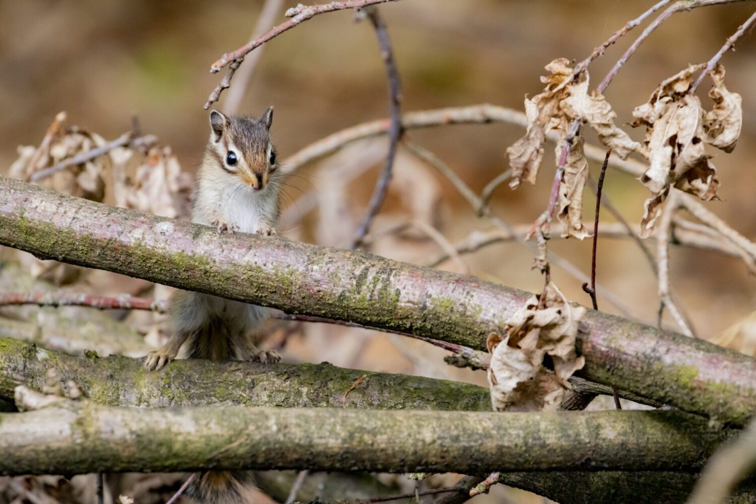 wandelen door de Oude Warande