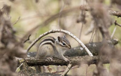 Wandelroute Landgoed Oude Warande 