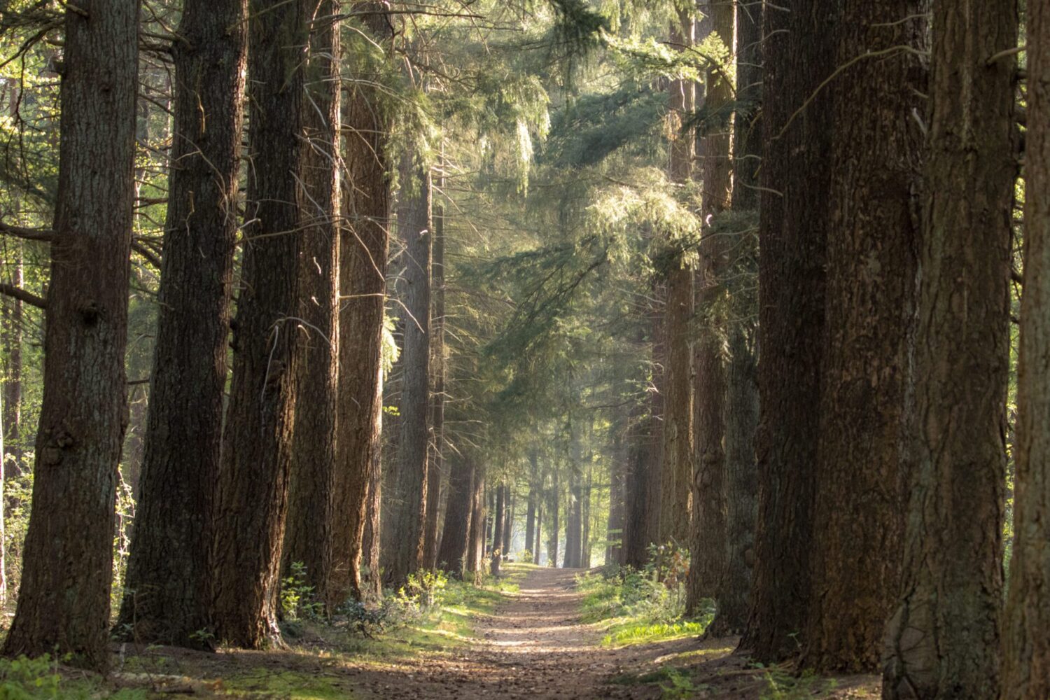 Wandeling op heidestein