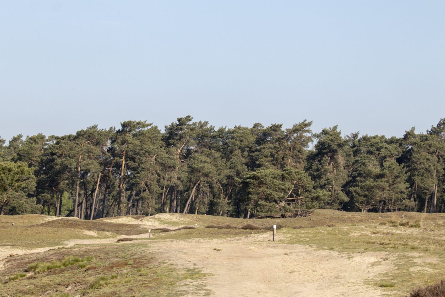 Wandeling op heidestein