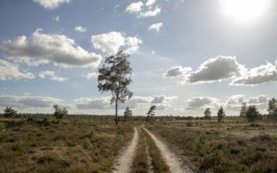 Wolfsslenkroute Sallandse Heuvelrug 
