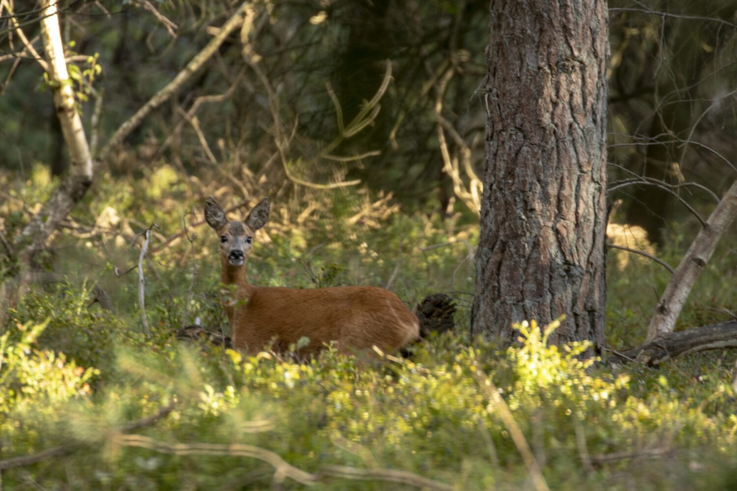 Wolfsslenkwandeling