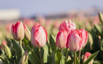 Wandelen langs de tulpenvelden