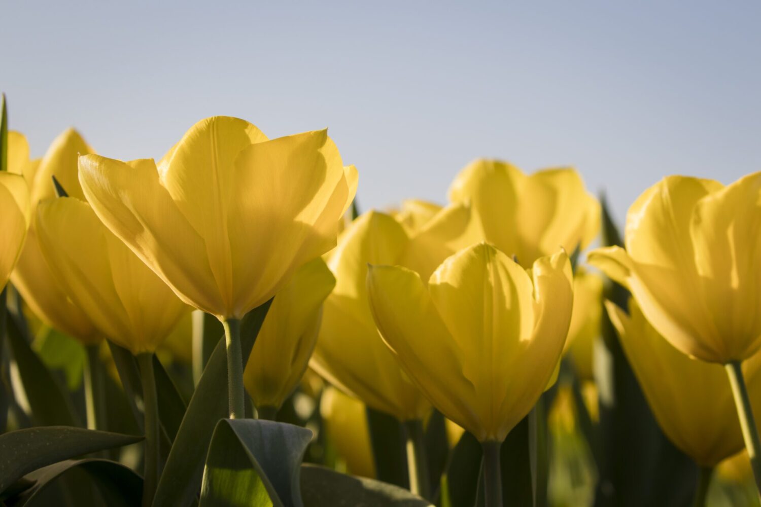 wandelen langs de tulpenvelden