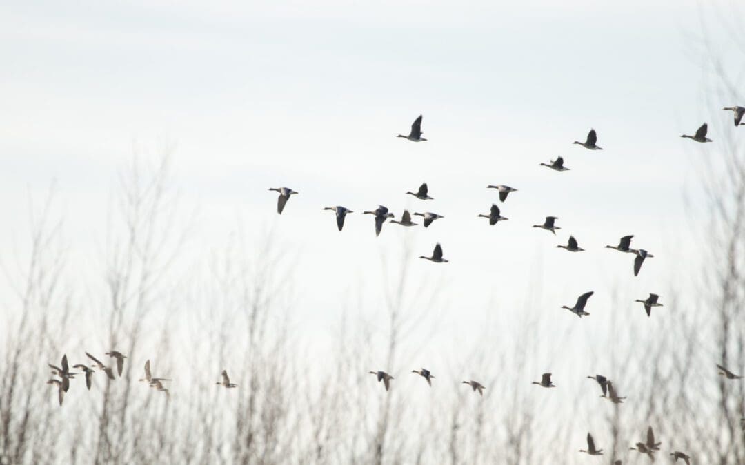 Ackerdijkse plassen