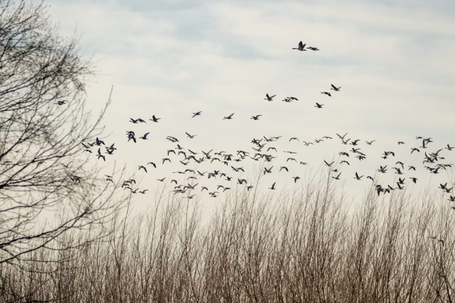 Ackerdijkse plassen