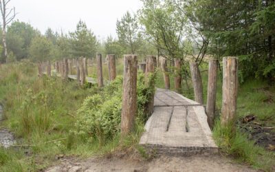 Plankenpad route: een Dwingelderveld wandelroute
