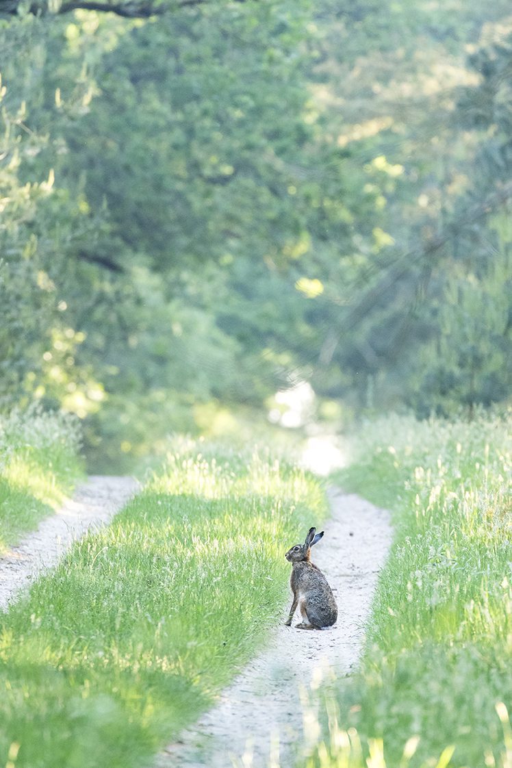 wandelen Kroondomein