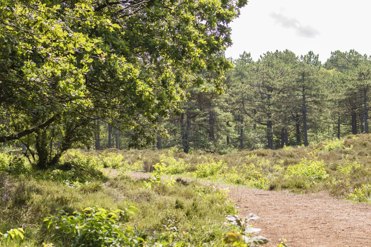 Wandelen in Schoorl