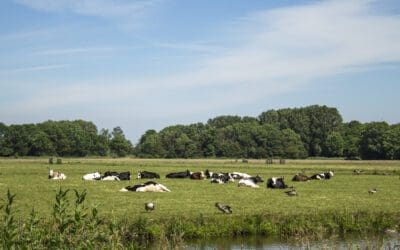 Rondje Polderpark Cronesteyn: rust in de stad