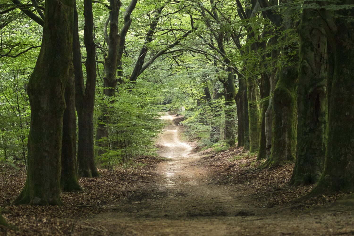 wandelroute hoog buurlo