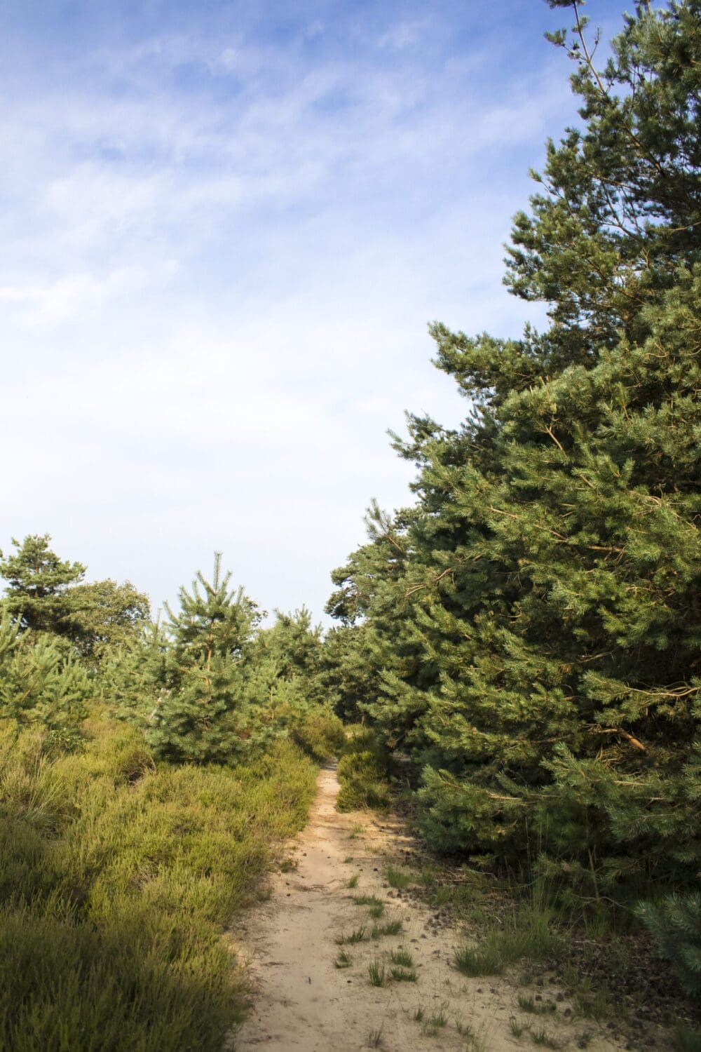 wandelroute Hoog Buurlo