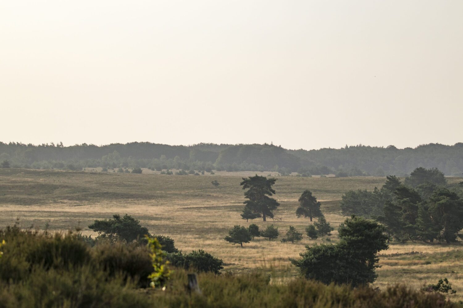 wandelroute Hoog Buurlo