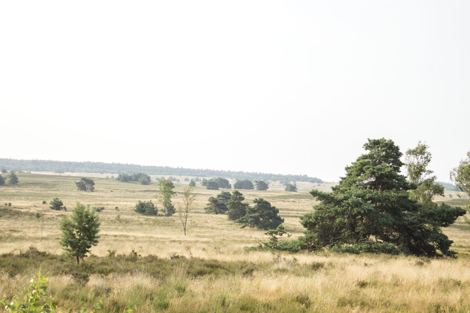 wandelroute Hoog Buurlo