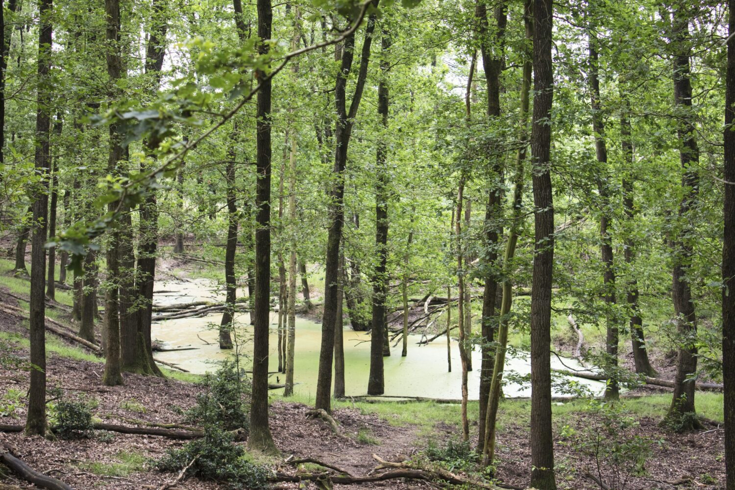 wandelroute Hoog Buurlo