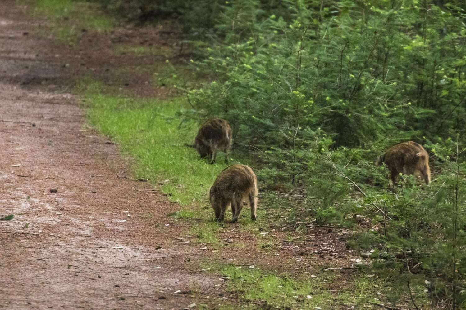 wandelroute de duintjes