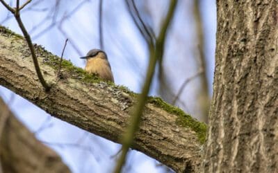 Buitenplaatsenpad deel I – Over Buitenplaats Leyduin