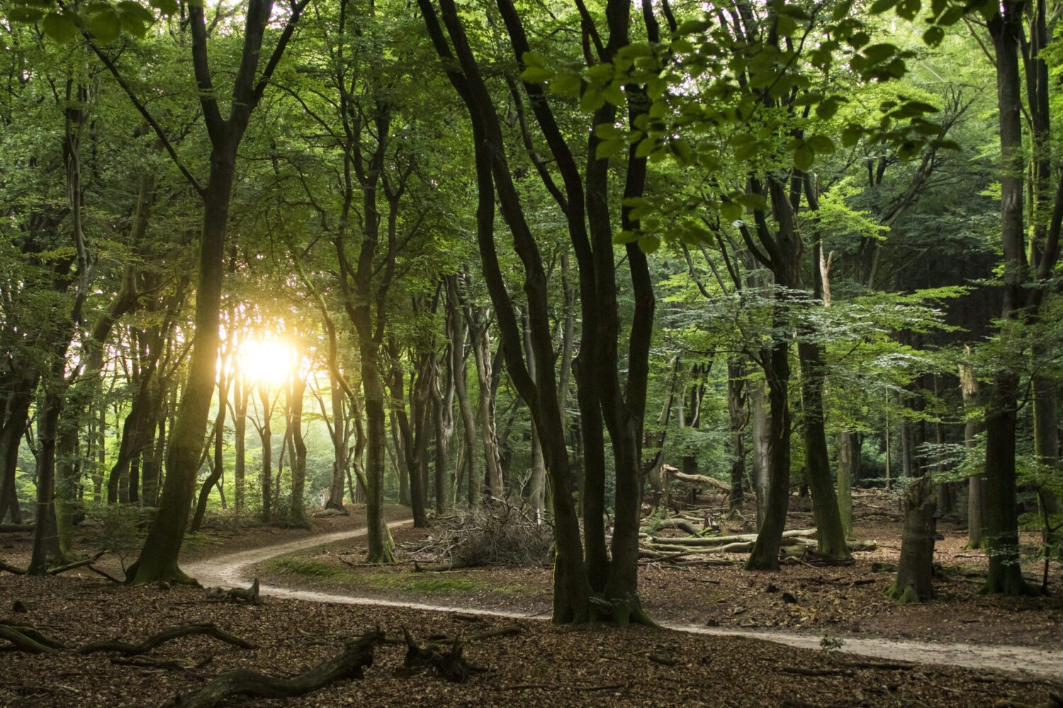 wandelroute de duintjes