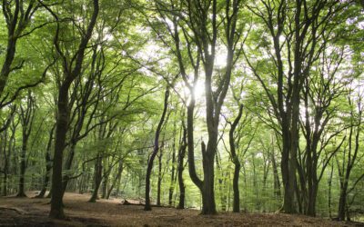 Wandelroute De Duintjes, Speulderbos