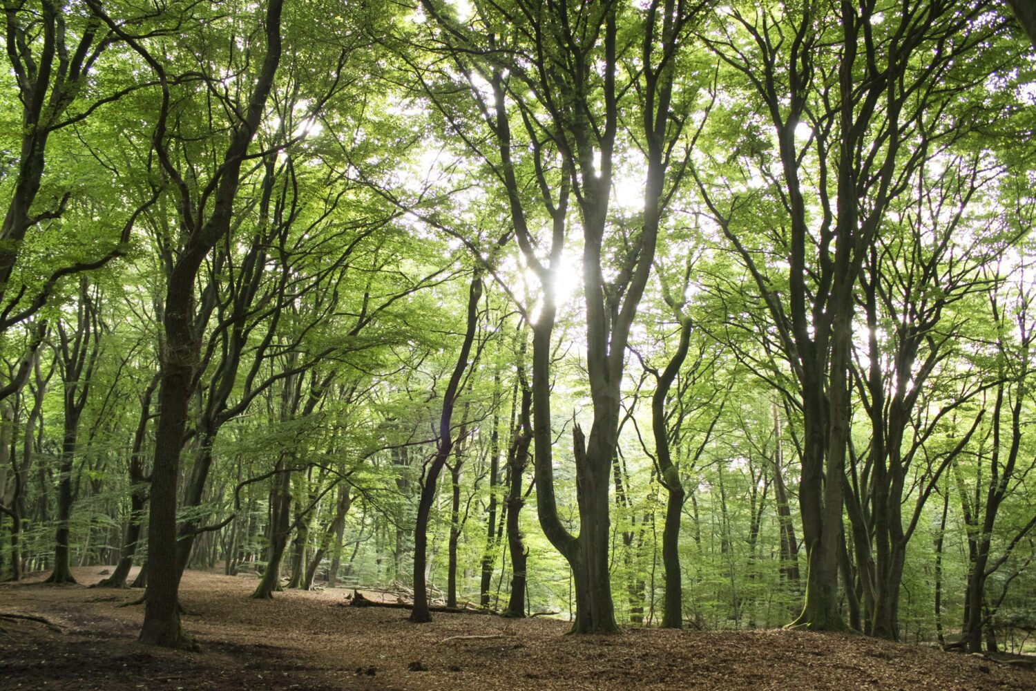 wandeling Speulderbos