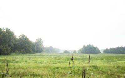 Logtsevelden Kampina: een wandelroute vol afwisseling