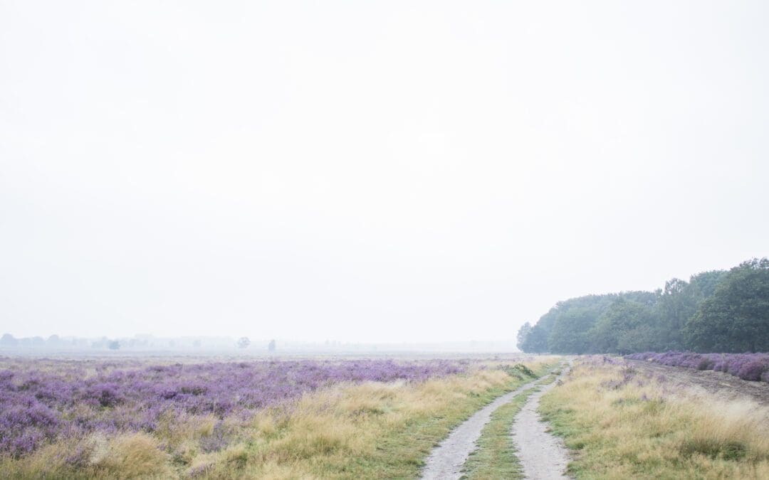 wandelen Ginkelse Heide