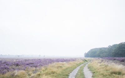 Een wandelroute over de paarse Ederheide