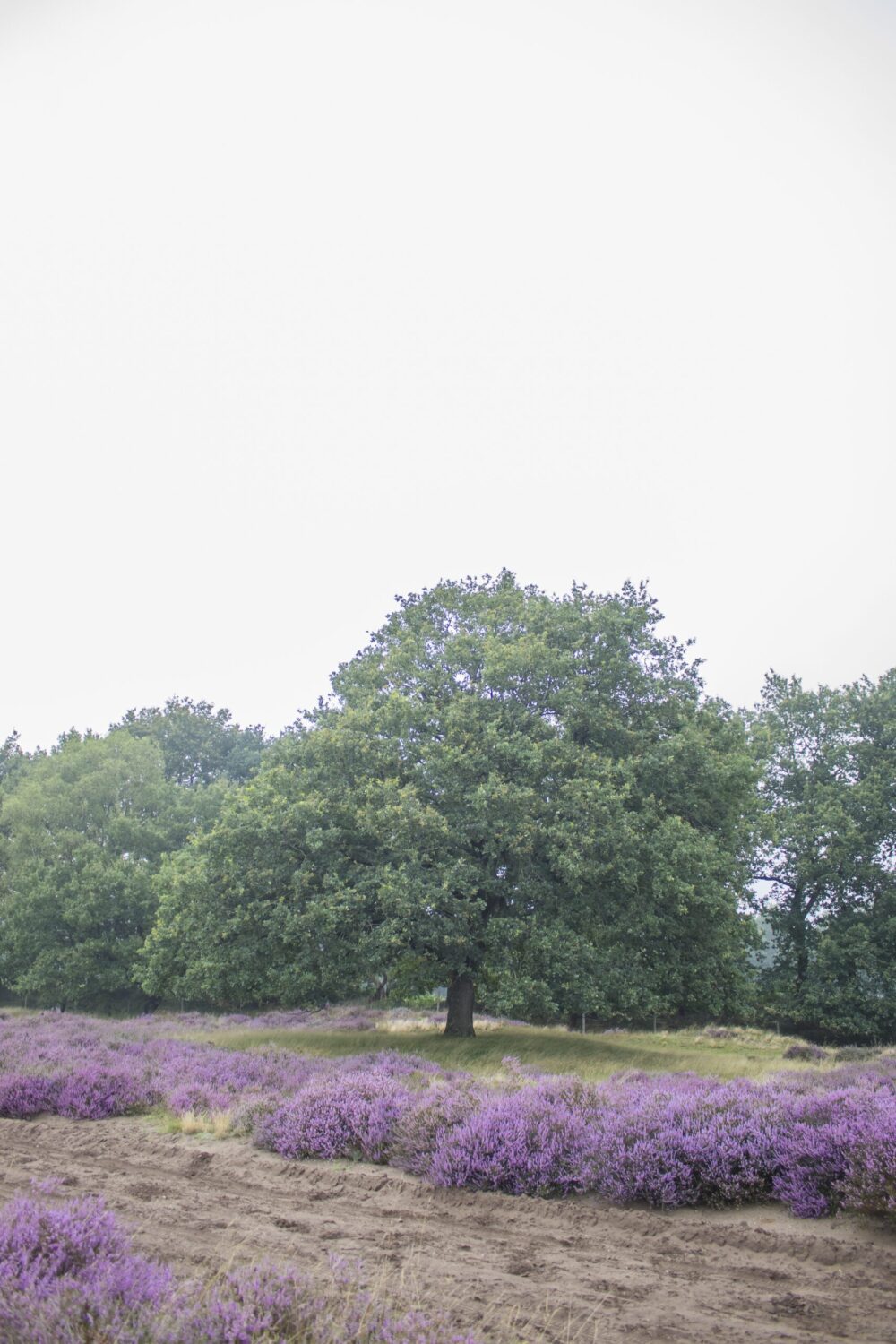 wandelen Ginkelse Heide