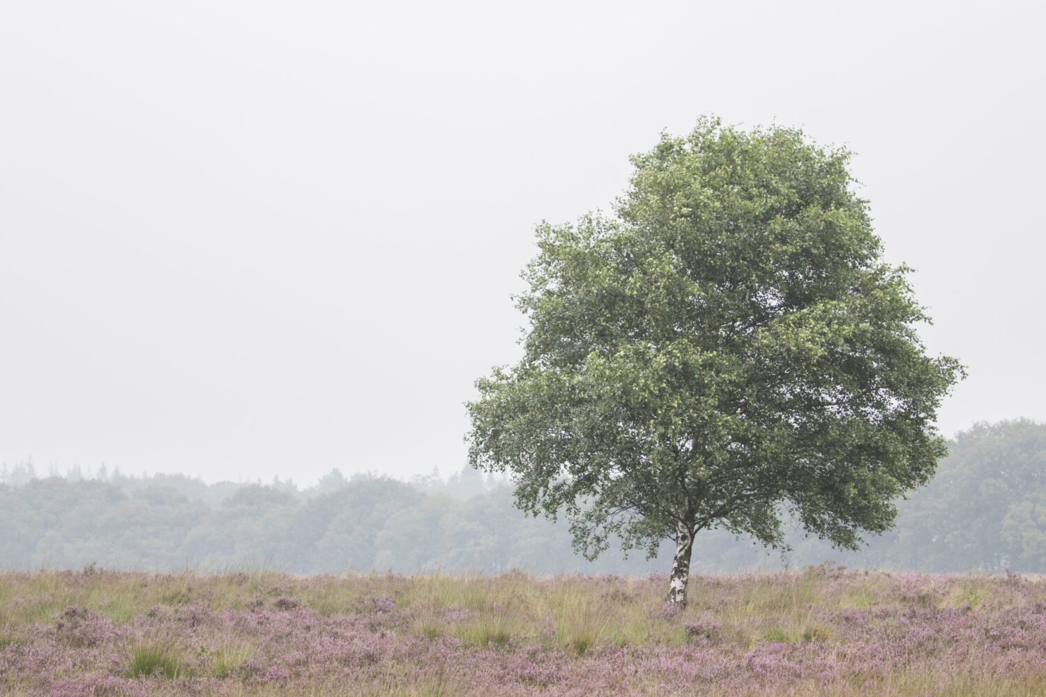 wandelen Ginkelse Heide