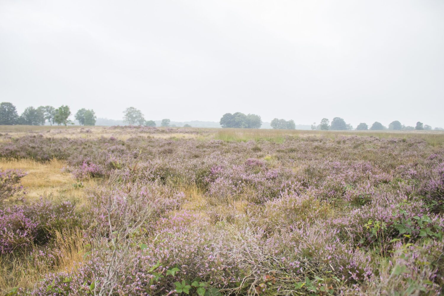 wandelen Ginkelse Heide