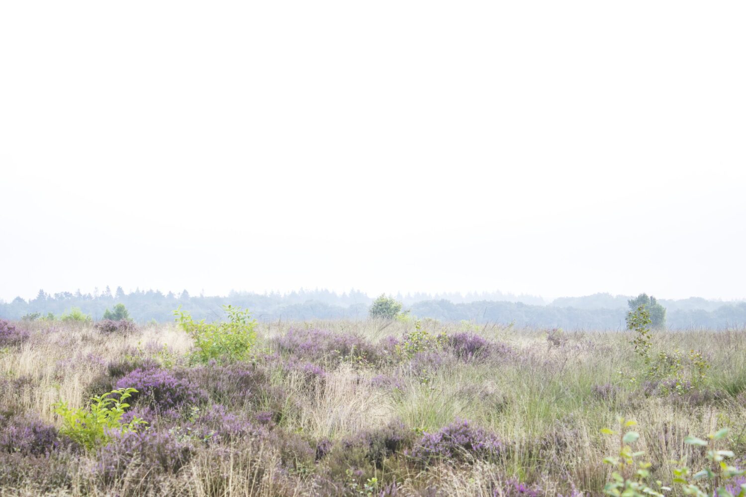 wandelen Ginkelse Heide