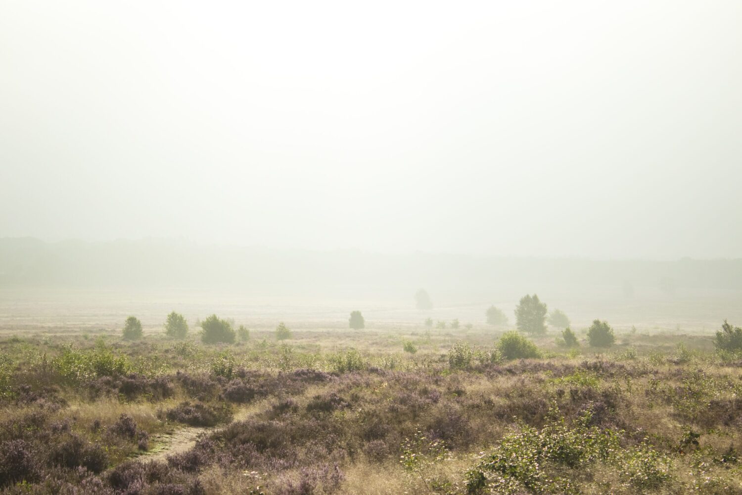 wandelen Ginkelse Heide