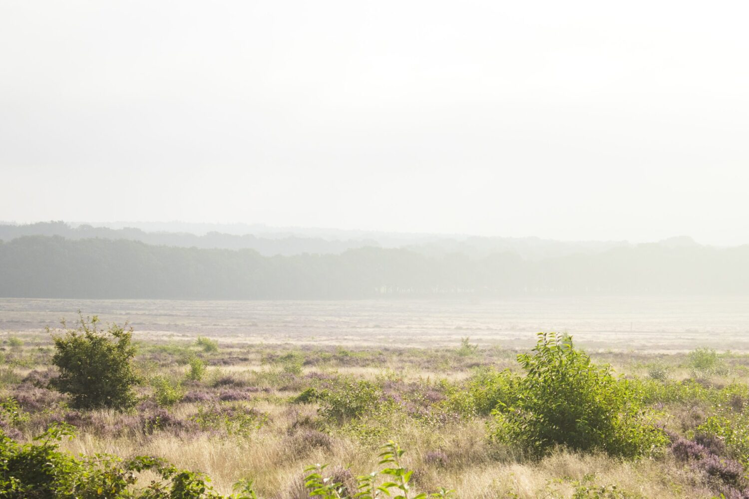 wandelen Ginkelse Heide