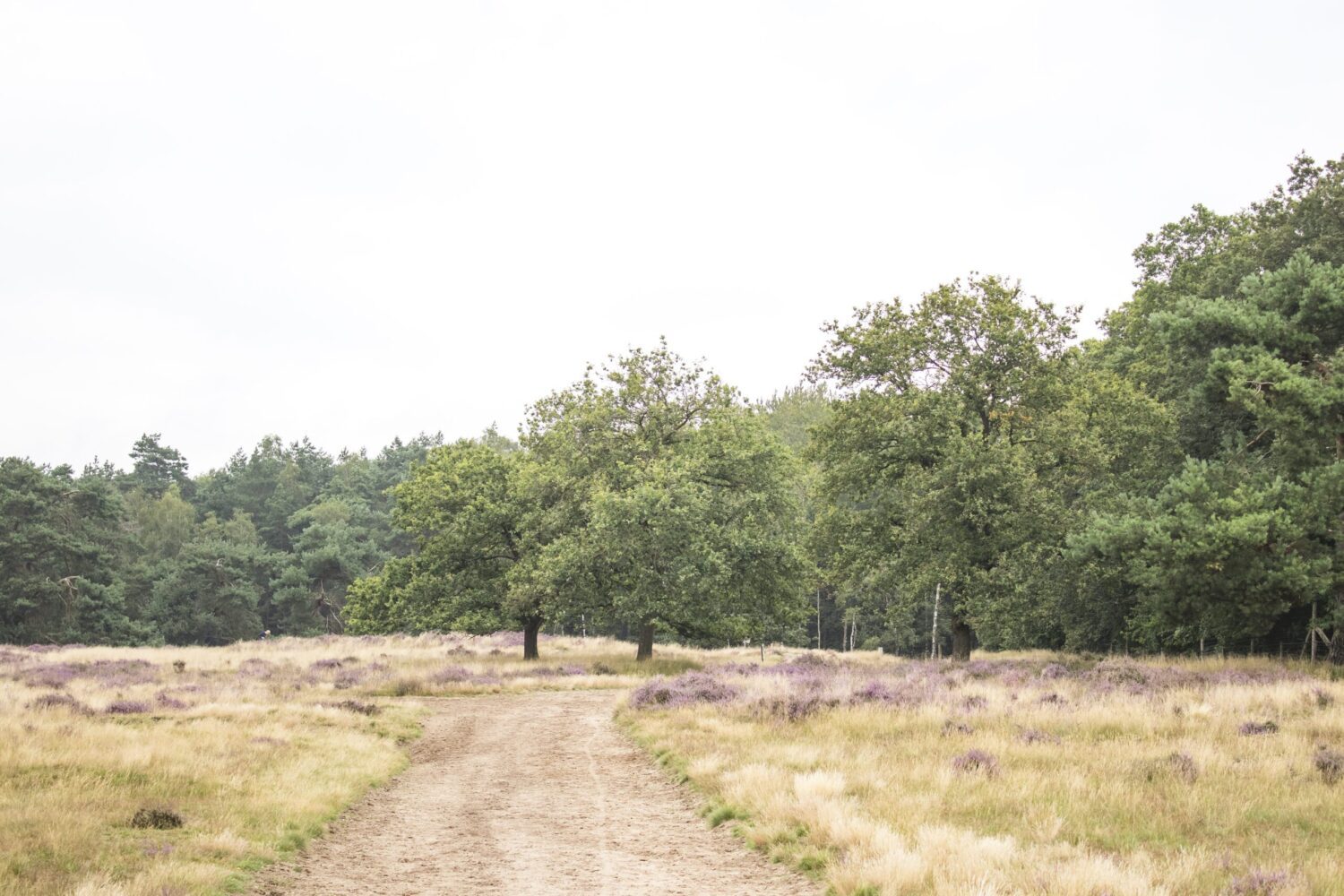 wandelen Ginkelse Heide